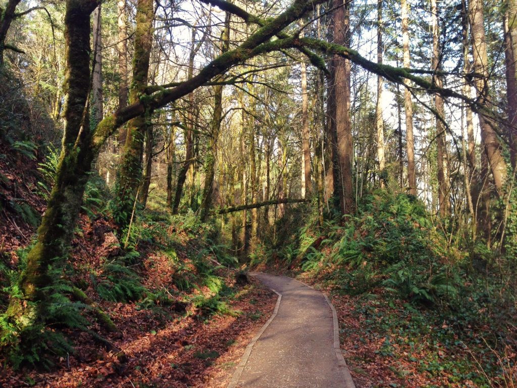 A trail in Forest Park, Portland, OR.