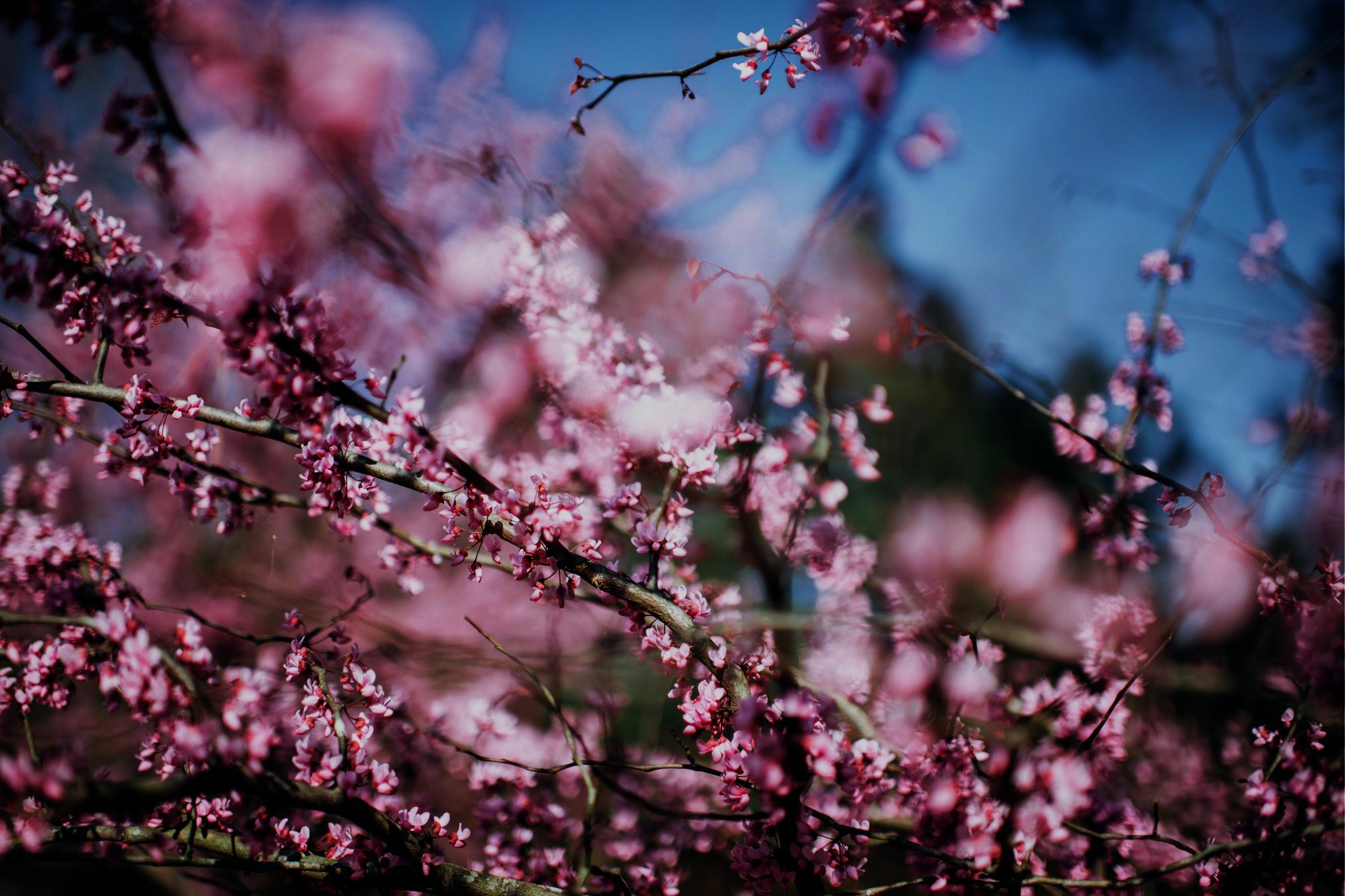 cherry-tree-country
