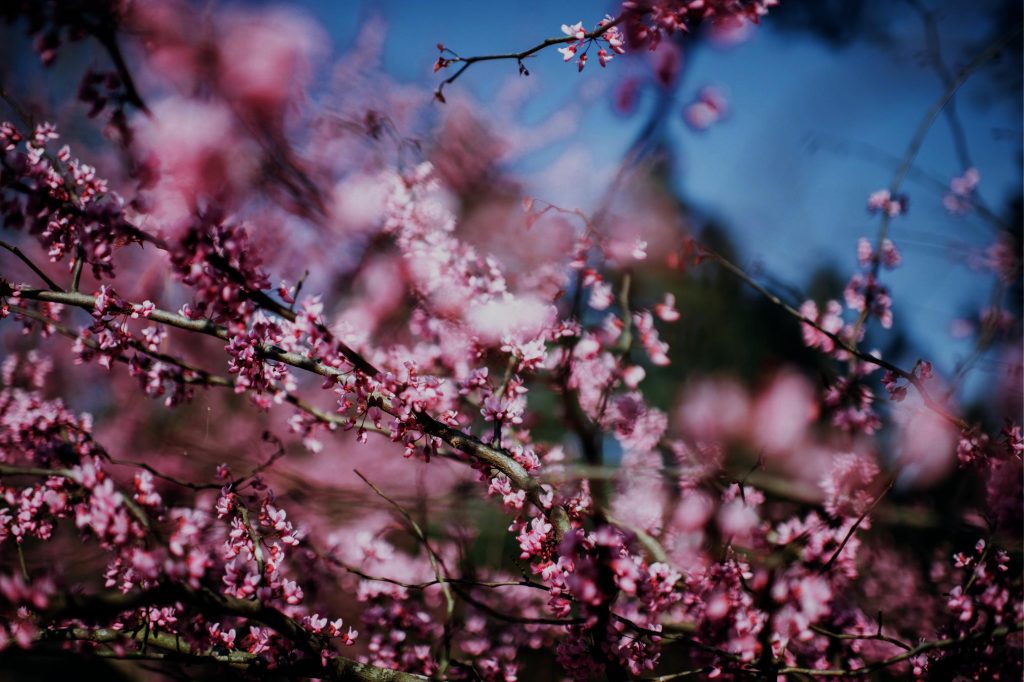 An image of cherry blossom branches.