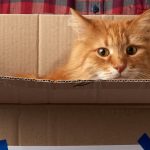 An orange cat in a moving box held by someone to illustrate moving with pets