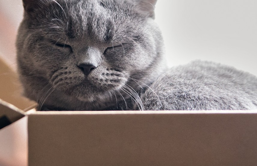 A gray cat sleeping in a moving box to illustrate moving with pets
