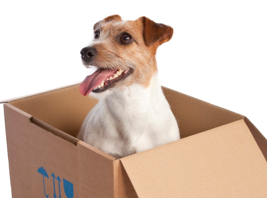 A jack russell terrier in a moving box to illustrate moving with pets