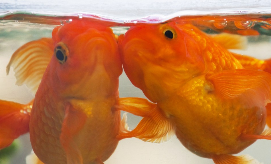 Closeup of two goldfish to illustrate moving with pets