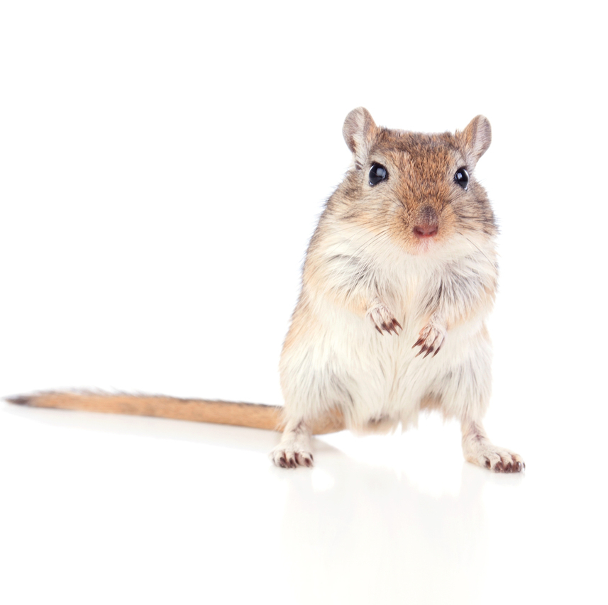 A gerbil on a white background to illustrate moving with pets